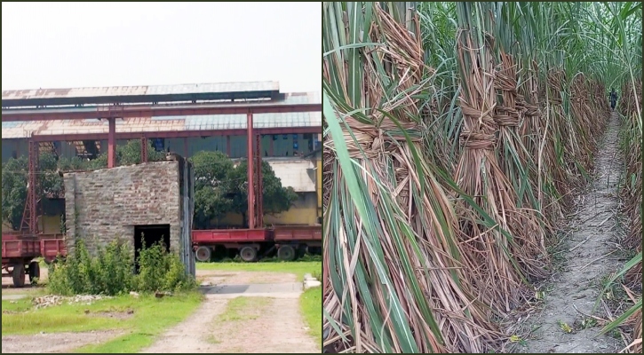 এবার আখের দাম বাড়িয়েছে জয়পুরহাট চিনিকল, চলবে ২৫ দিন